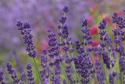 7th Jul 2016 - heavenly lavender