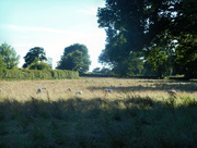 5th Jul 2016 - The sheep in the meadow ....