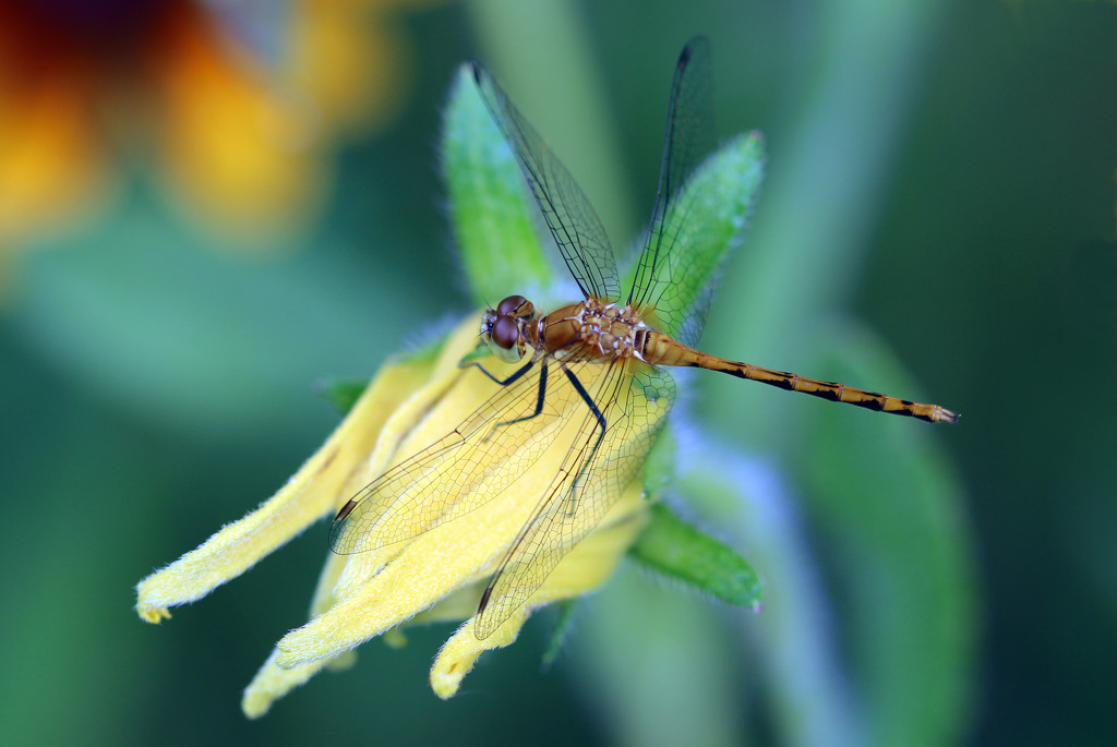 Meadowhawk Dragonfly by gaylewood