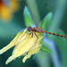 Meadowhawk Dragonfly by gaylewood