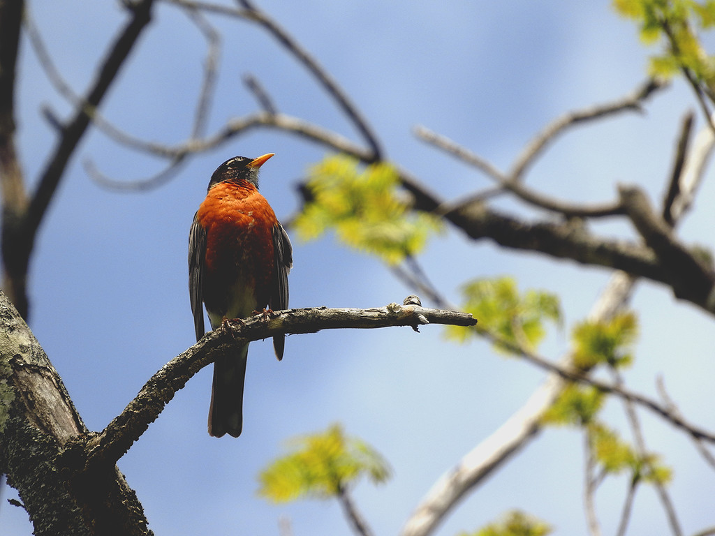 Little Robin Redbreast Sat Upon a Tree ... by Weezilou