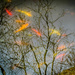 Koi in the Trees by marylandgirl58