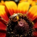Velika pčela by vesna0210