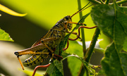 7th Jul 2016 - Southern Lubber Grasshopper, again!