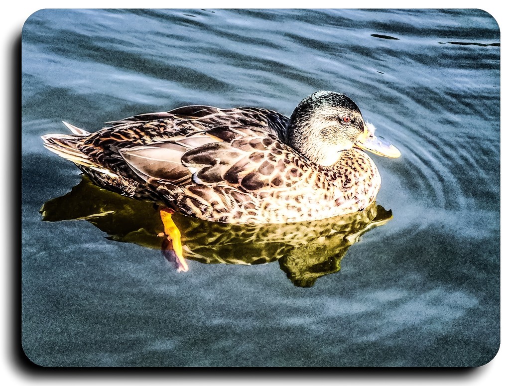 Water off a ducks back by stuart46