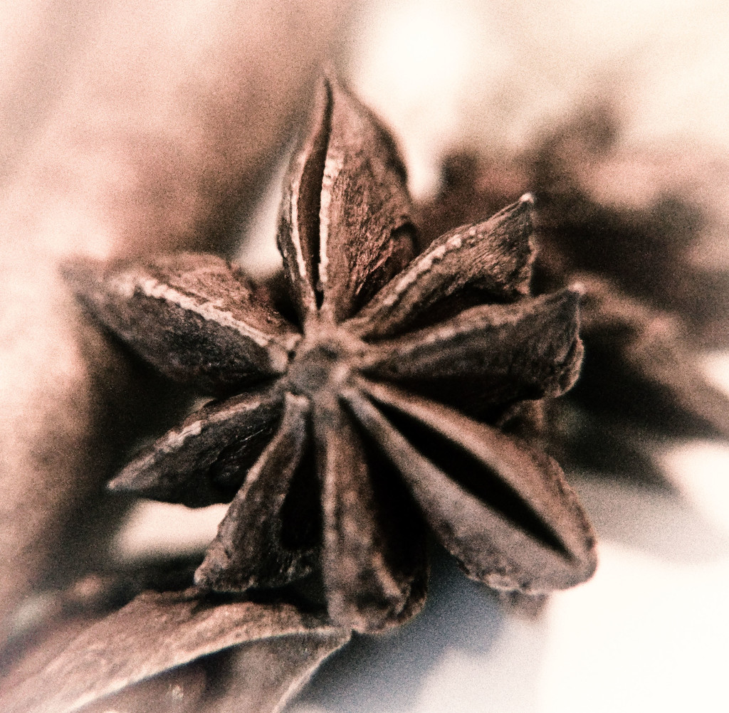 star anise by annied