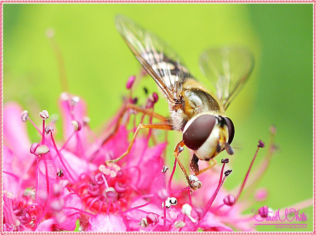 Hoverfly On Spirea by carolmw