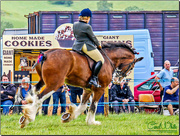 8th Jul 2016 - Cantering Shire Horse