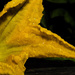 Squash Blossom by evalieutionspics