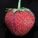 Strawberry by 365anne