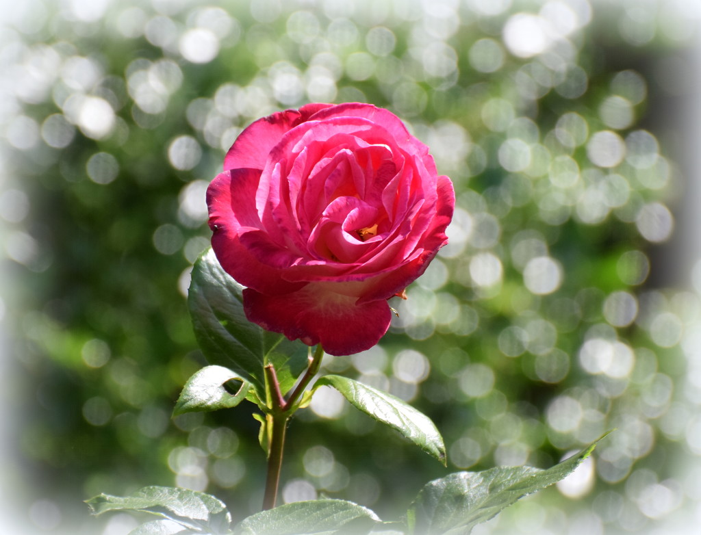 Rose and bokeh by rosiekind