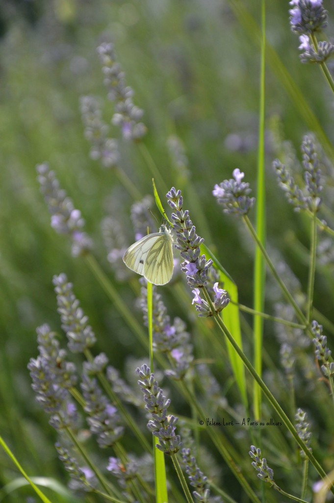 Butterfly in lavender by parisouailleurs