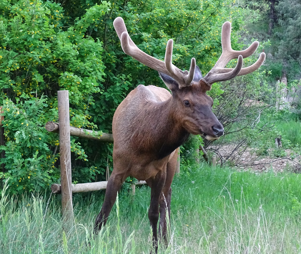 Bull Elk by annepann