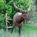 Bull Elk by annepann