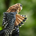 American Kestrel Spreads His Wings by jgpittenger