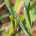Grasshopper by philhendry