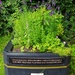 Herb Garden by megpicatilly