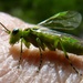 Green bug on my finger by rubyshepherd