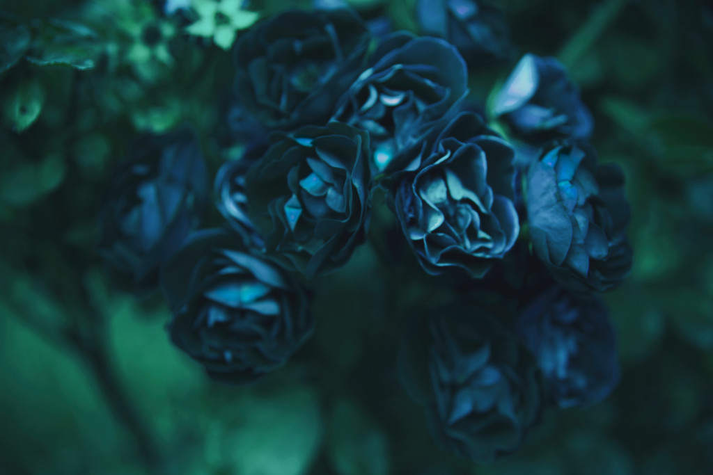 blue roses by walia