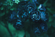 6th Jul 2016 - blue roses