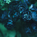 blue roses by walia