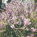 lavender by walia