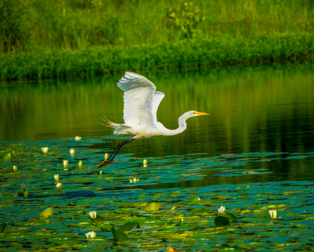 Great Egret Flying Over Water Lillies by rminer