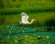 8th Jul 2016 - Great Egret Flying Over Water Lillies