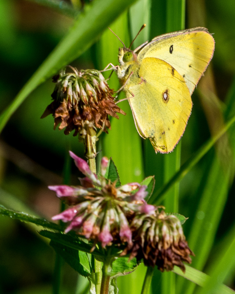 Sulphur Butterfly by rminer