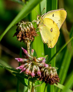 8th Jul 2016 - Sulphur Butterfly
