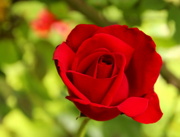 7th Jul 2016 - Red rose