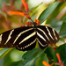 And Another Zebrawing Butterfly! by rickster549