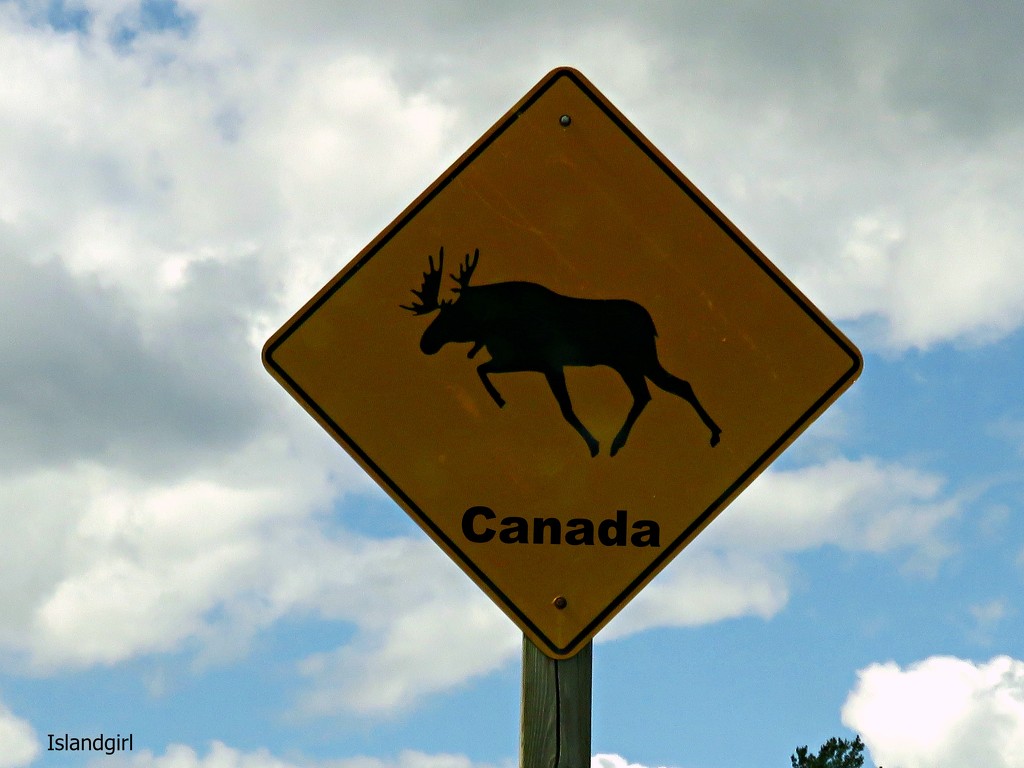 Danger Moose crossing! by radiogirl