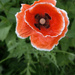 Poppy: filter test (with filter) by houser934