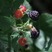 Wild Raspberries? by bjchipman