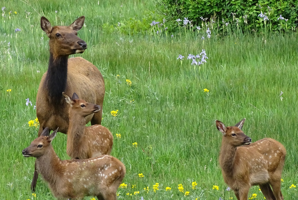 Elk Family by annepann