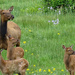 Elk Family by annepann