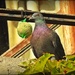 Pigeon by yorkshirekiwi