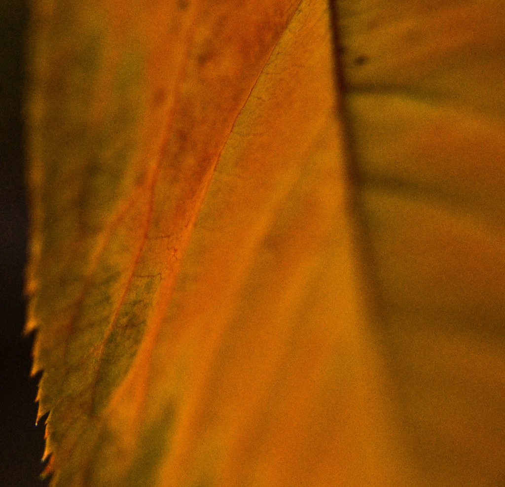 Leaf by annied