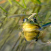 The frog and his reflecion! by fayefaye