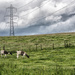 Lamas and Pylon by frequentframes