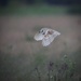 Barn Owl by padlock