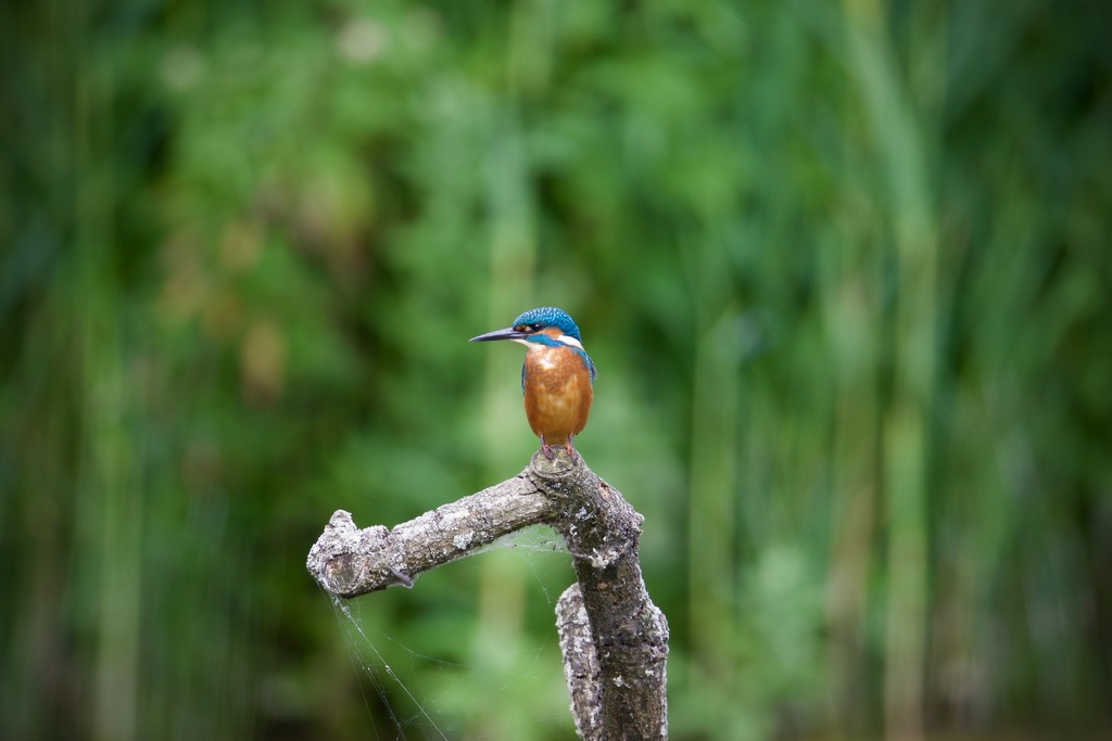 Kingfisher. by padlock