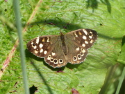 7th Jul 2016 - Speckled Wood 
