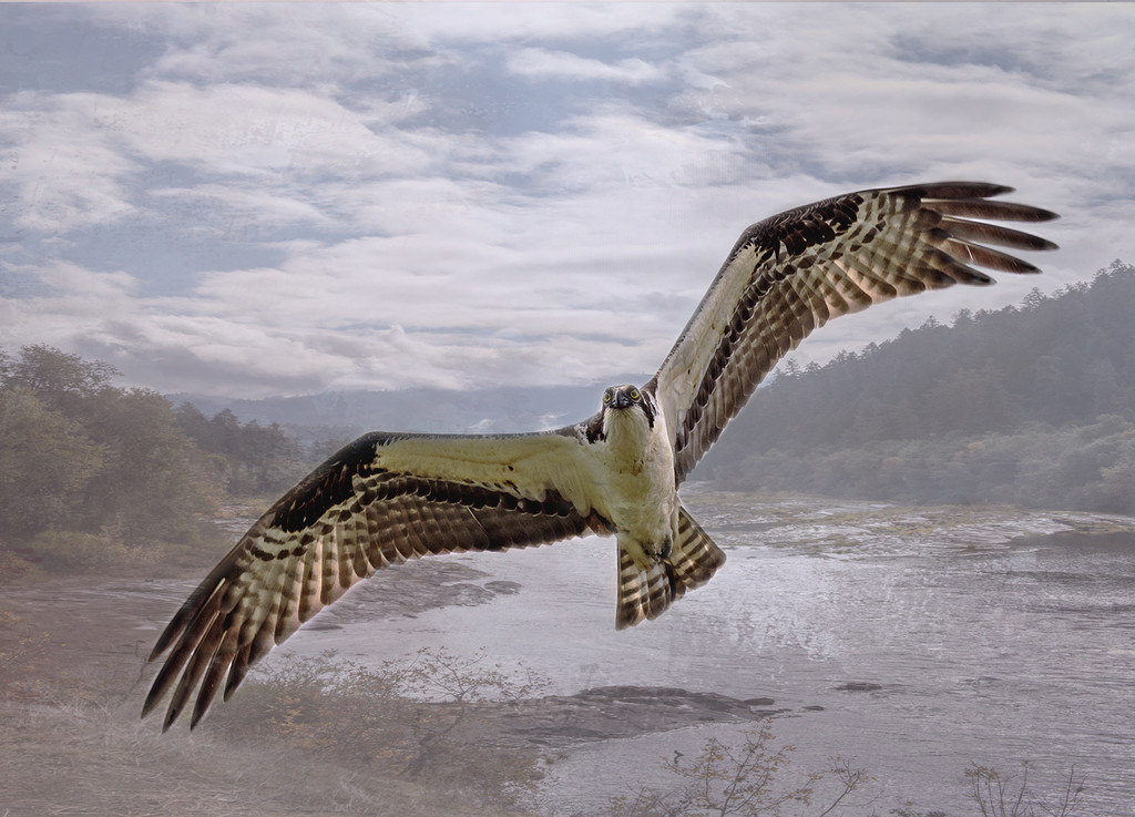 Flying Osprey  by jgpittenger