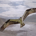 Flying Osprey  by jgpittenger