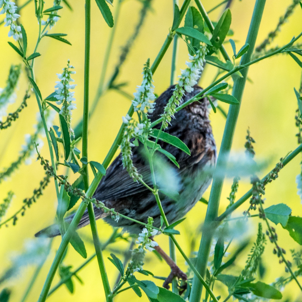 Sparrow in the plants by rminer