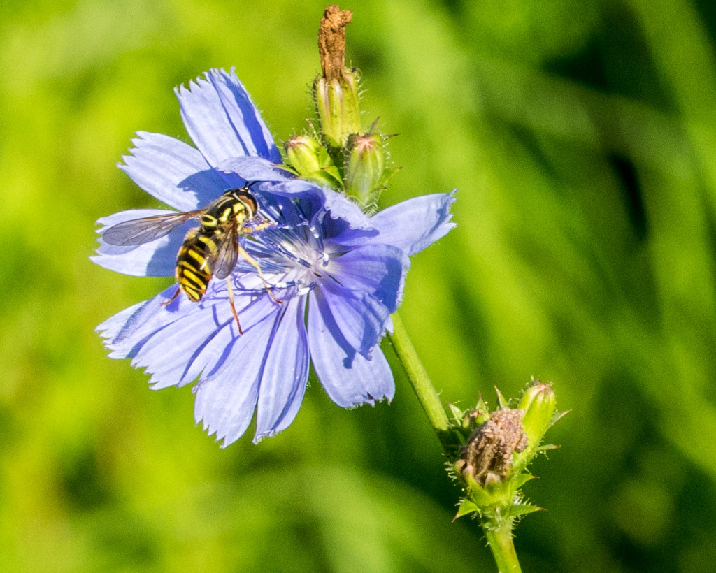 Bee and Chicory by rminer