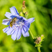 Bee and Chicory by rminer