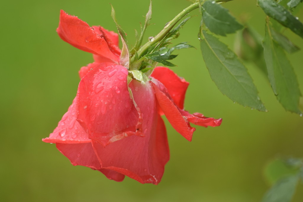 rose in the rain by christophercox